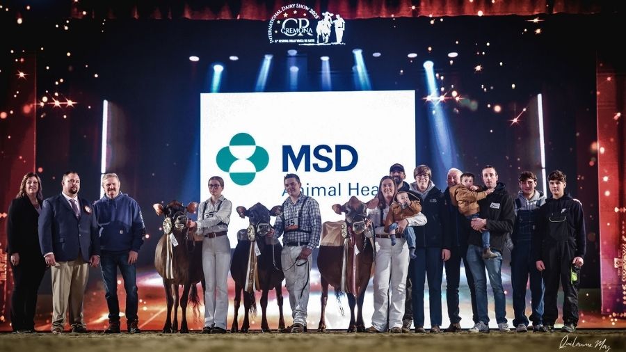 Cremona International Dairy Show 2025: ecco le vincitrici della razza Bruna