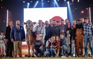 Cremona International Dairy Show 2025: ecco le vincitrici della razza Bruna