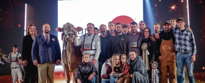 Cremona International Dairy Show 2025: ecco le vincitrici della razza Bruna
