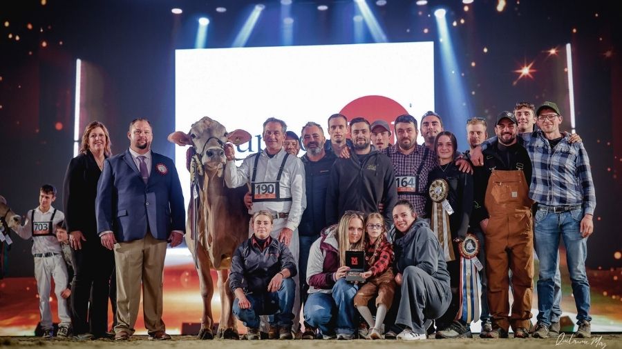 Cremona International Dairy Show 2025: ecco le vincitrici della razza Bruna