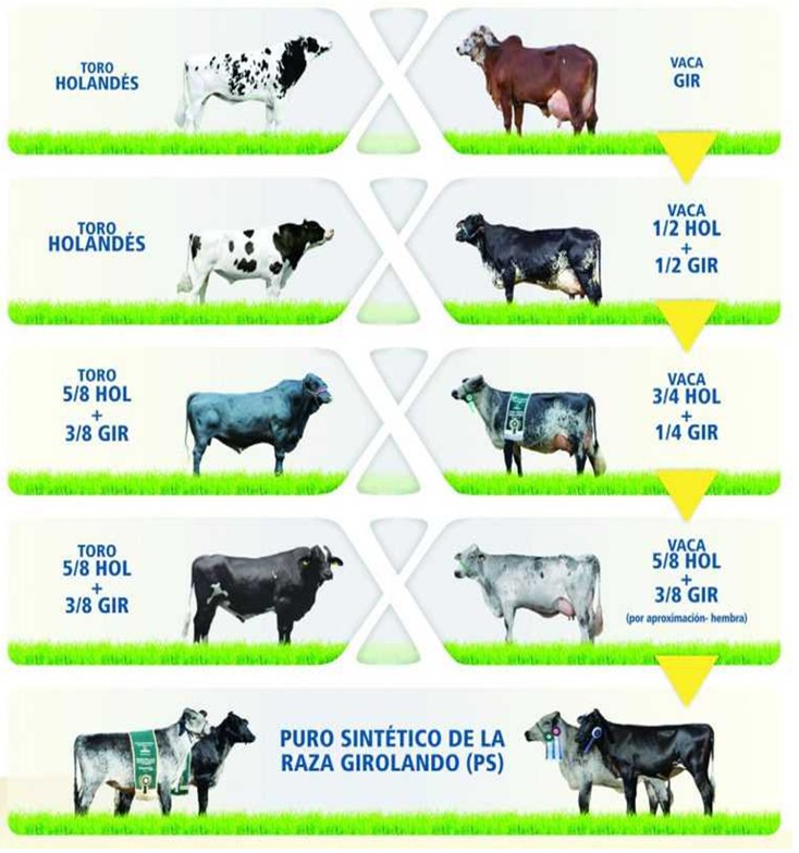 Figura 3 - Questo schema selettivo è preso dal sito: https://zoovetesmipasion.com/ganaderia/razas-bovina/raza-girolando che invito a visitare.
