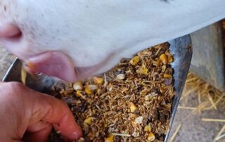 Fiberfeed-produttori-arborea