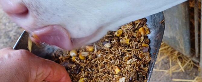 Fiberfeed-produttori-arborea