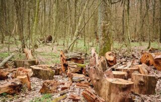 deforestazione-alberi-foreste
