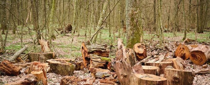 deforestazione-alberi-foreste