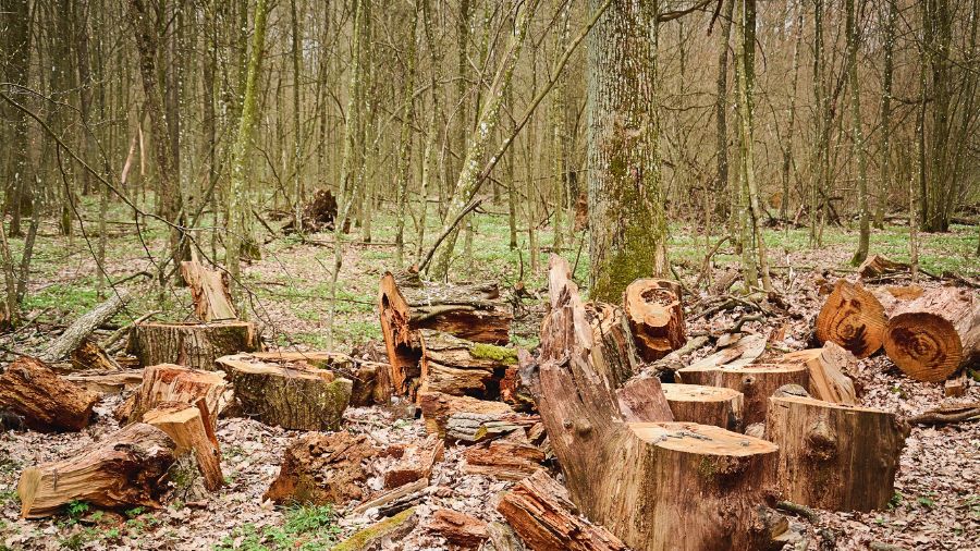 deforestazione-alberi-foreste deforestazione-alberi-foreste