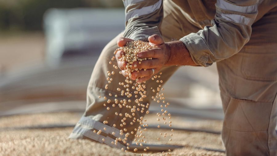soia – agricoltore soia - agricoltore