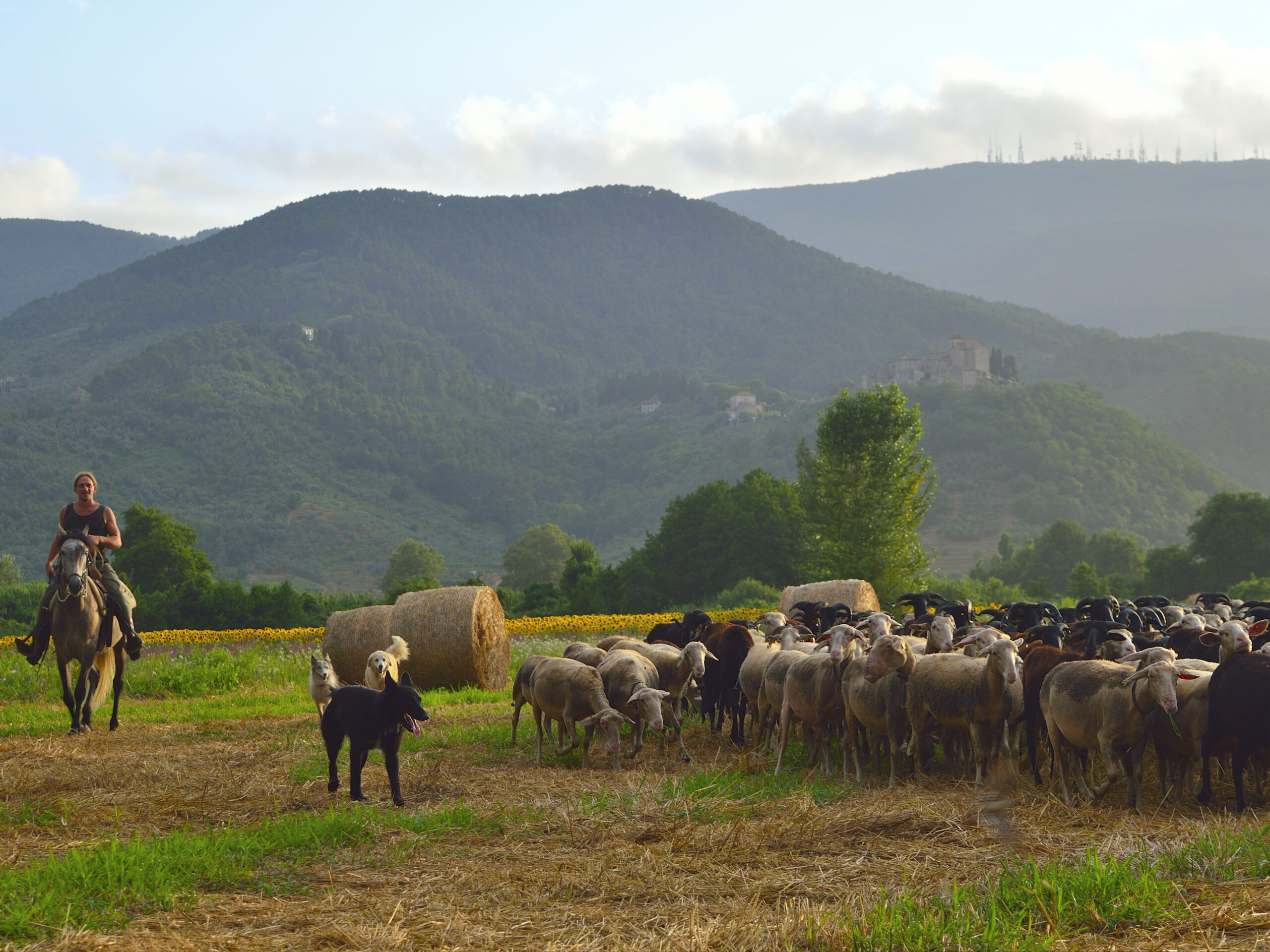 Azienda agricola Antico Cacio _2