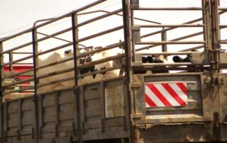 vacche-trasporto