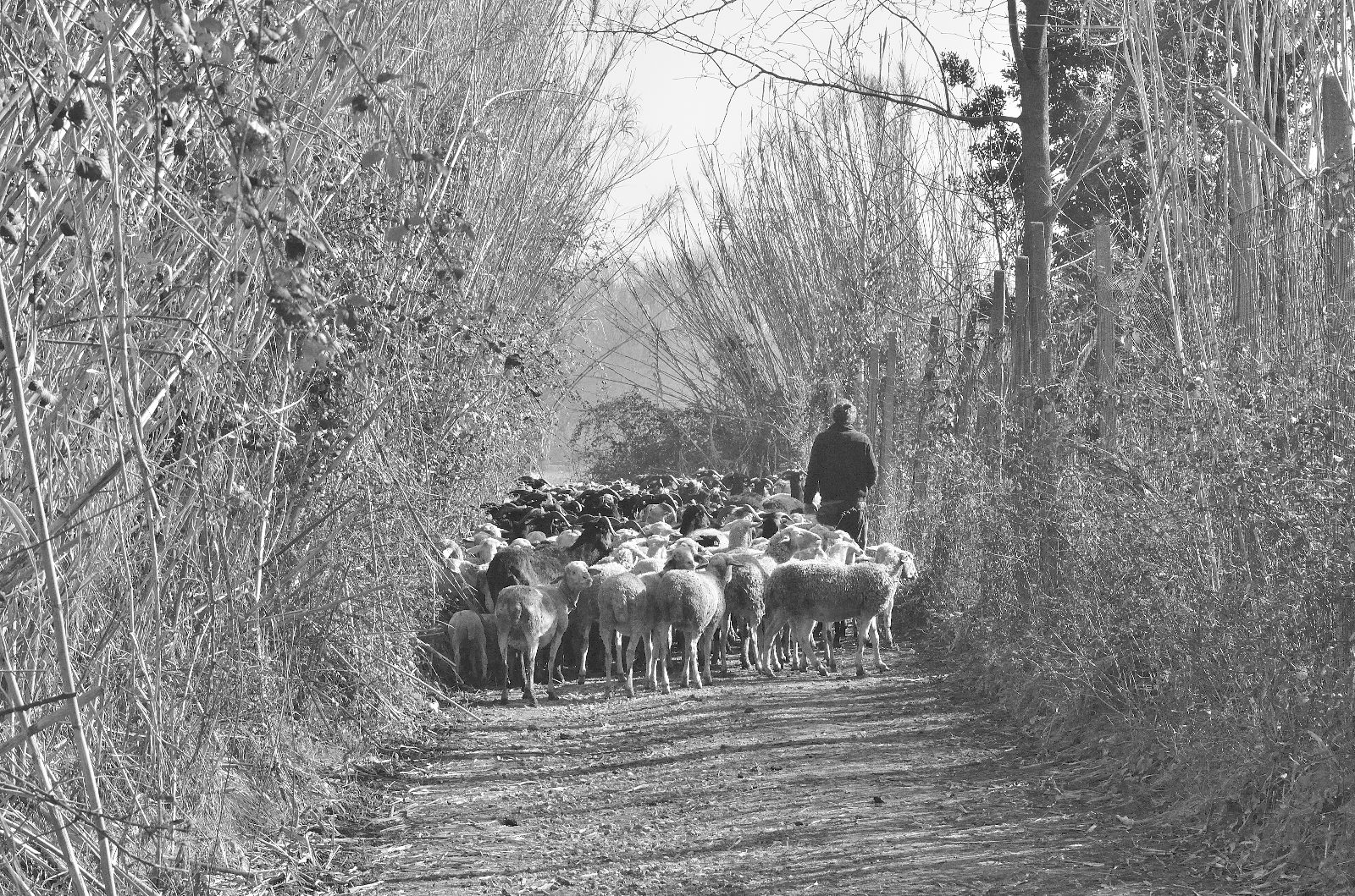 Le delizie della famiglia Giorgi di Marco Giorgi