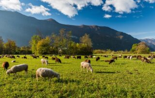 Scuola-per-pastori-ShepherdScool