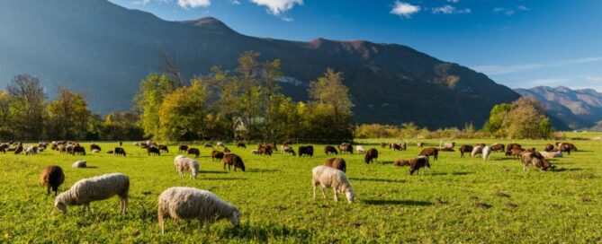 Scuola-per-pastori-ShepherdScool