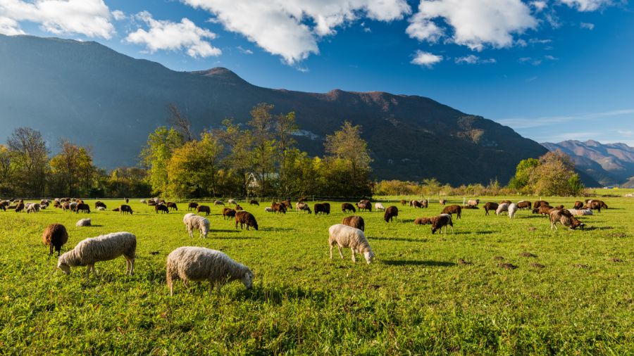 Scuola-per-pastori Scuola-per-pastori-ShepherdScool
