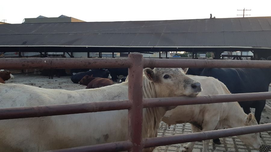 macello – bovini
