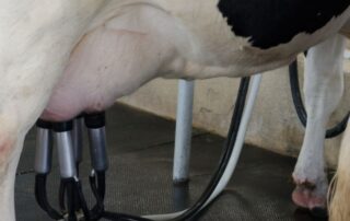 plf milking