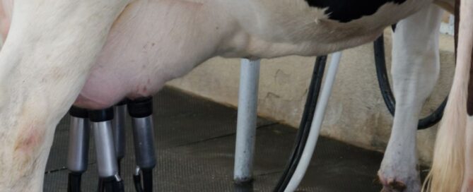 plf milking