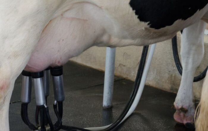 plf milking
