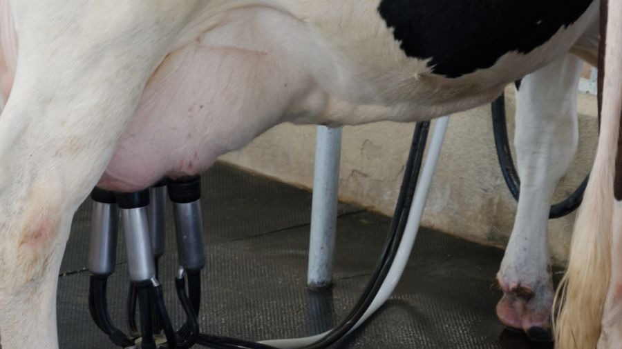 plf milking plf milking