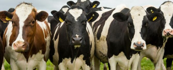 bovine ricerca
