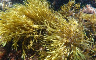 alga