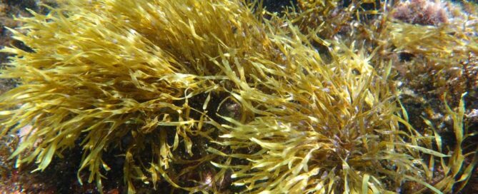 alga