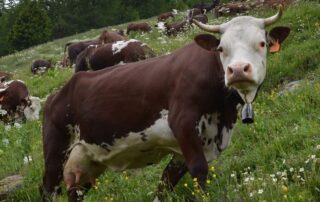 Siero-alimentazione-bovina