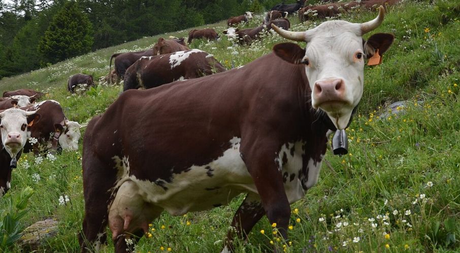 Razza Valdostana Siero-alimentazione-bovina