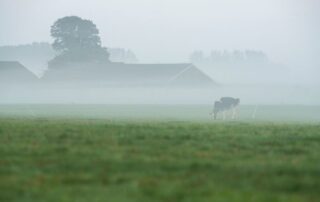 stalla-vacca-nebbia