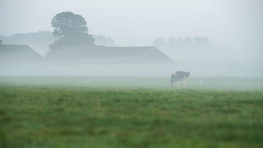 stalla-vacca-nebbia