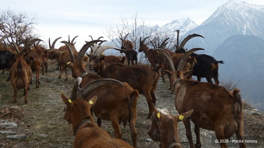Valdostana-montagna-gregge