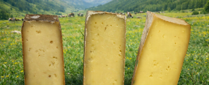 Fontina-DOP-degustazione-verticale