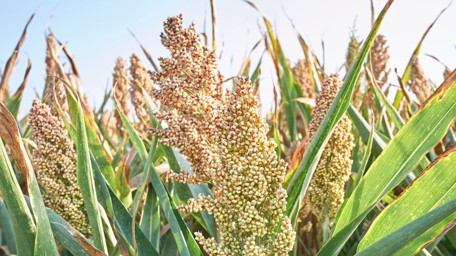 Pianta di Sorgo Insilati-alimentazione-bovine