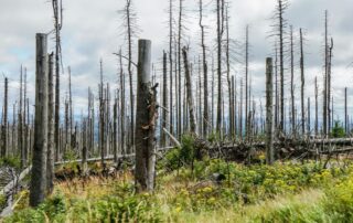 deforestazione