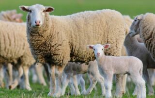 agnello-pecora