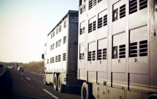 movimentazione-animali-camion