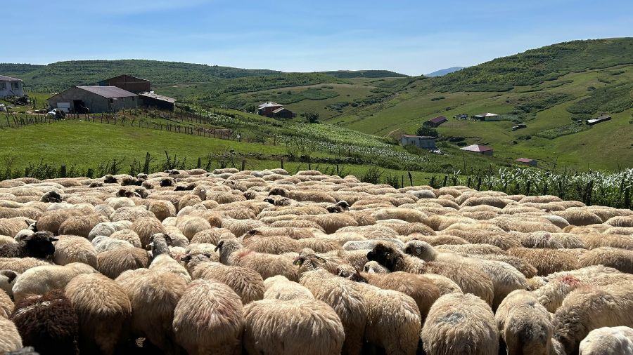 pecore – pascolo