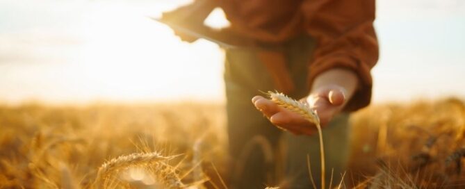 colture-grano-campo