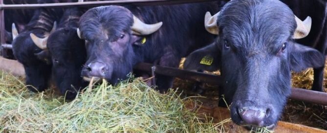 bufalo-carne-crpa