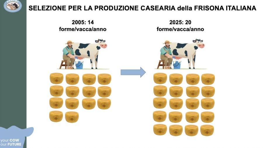 Figura 1. Gli effetti della selezione, e buona gestione, per la produzione casearia della Frisona Italiana (ANAFIBJ)