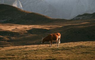 siccità-montagna-pascolo