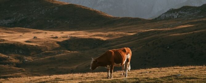 siccità-montagna-pascolo