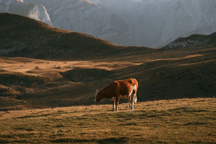 siccità-montagna-pascolo