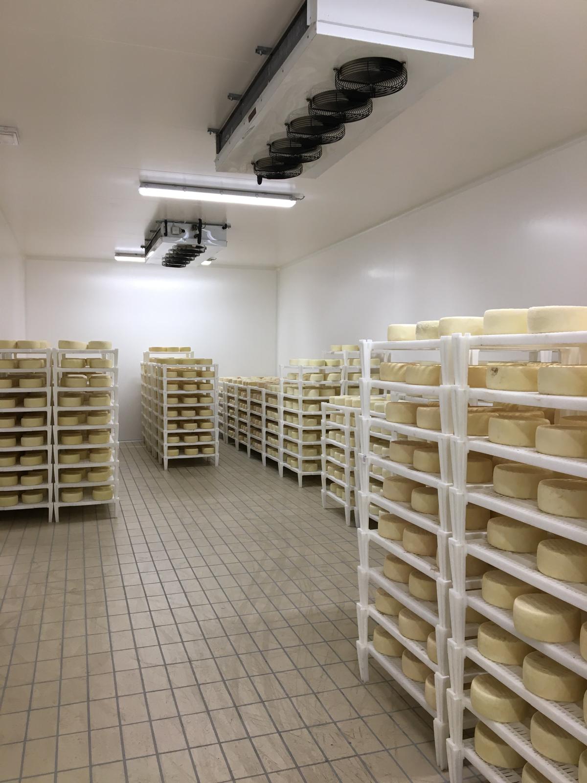 formaggi-pecorino-Lacaune-Monni