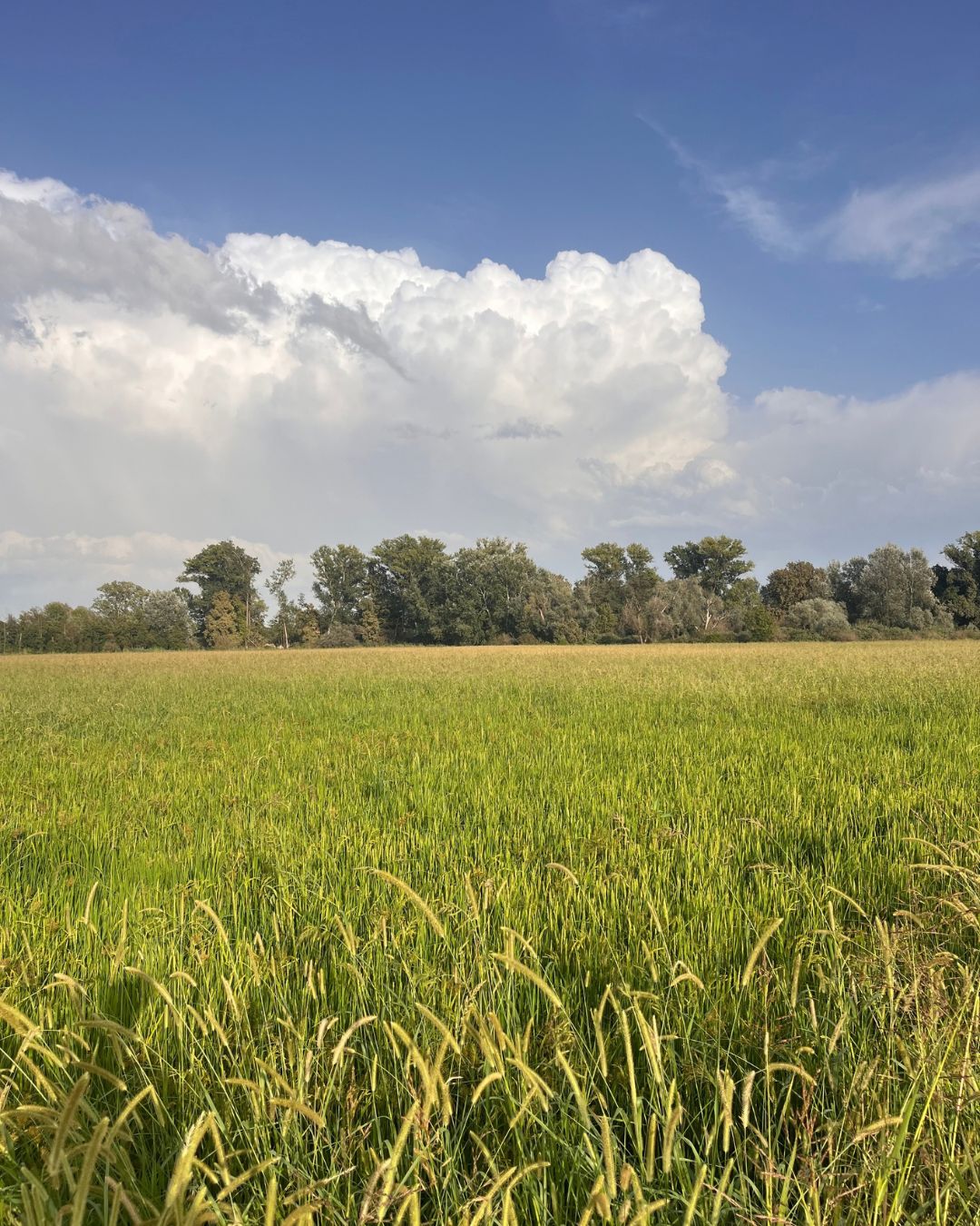 Campo seminato su sodo (foto scattata il 28 agosto 2026). Campo gestito con semina su sodo all’interno di un erbaio di loietto e veccia. La tecnica limita le lavorazioni del terreno, mantiene il suolo protetto e contribuisce al contenimento delle infestanti attraverso la fermentazione della copertura vegetale. Foto: Tommaso Gaifami