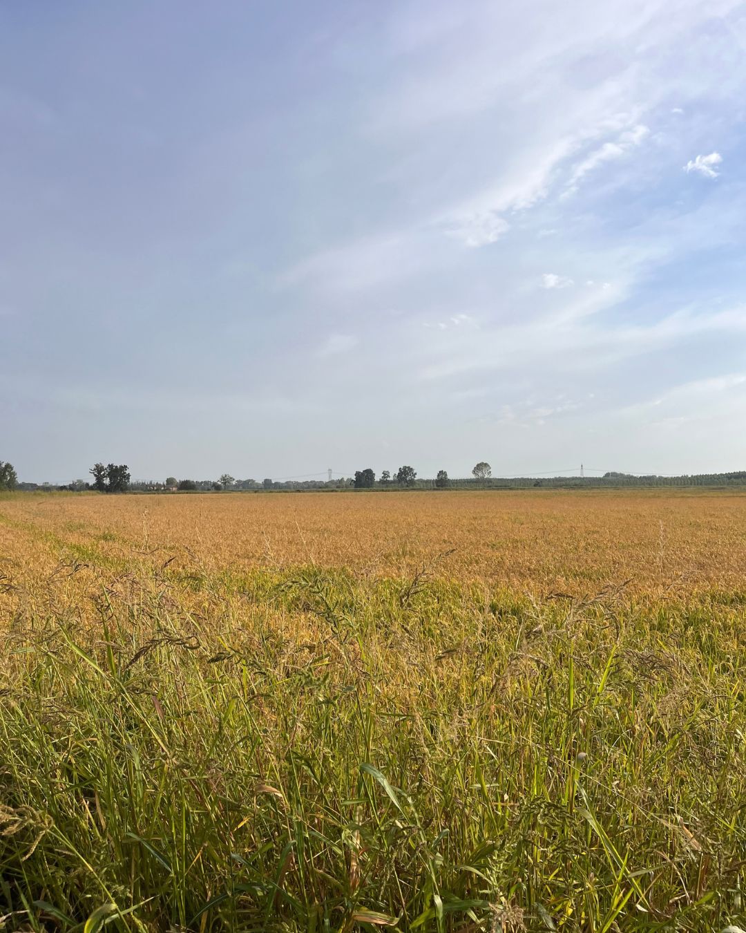Campo strigliato (foto 2, scattata il 28 agosto 2026). Foto: Tommaso Gaifami