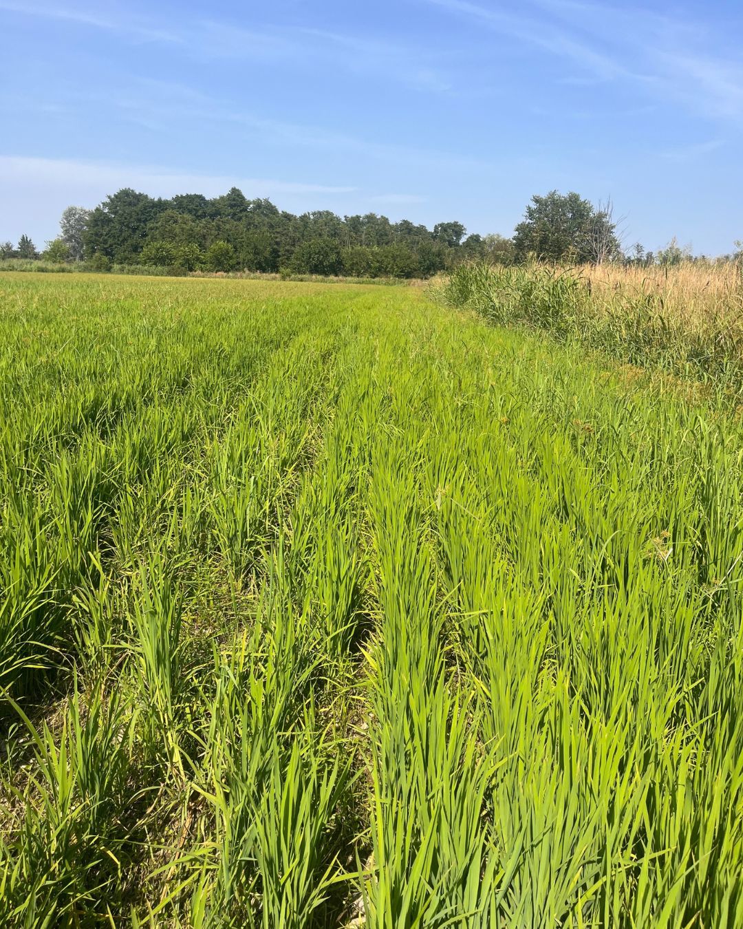 Campo strigliato (foto 1, scattata il 14 luglio 2026). Campo con semina in asciutta e controllo meccanico delle infestanti mediante strigliatura. L’approccio consente di ridurre il ricorso agli input chimici, gestendo meccanicamente le malerbe. (foto: Tommaso Gaifami)