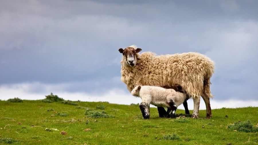 pecora-agnello