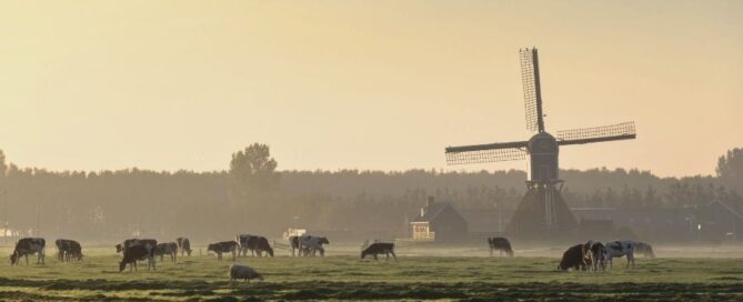 vacche-olanda