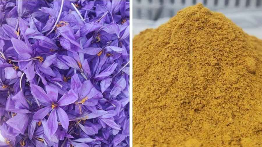 Figura 1. A sinistra, fiori di Crocus sativus dopo la rimozione degli stimmi; a destra, polvere ottenuta dai sottoprodotti floreali (tepali e stami) utilizzata come ingrediente innovativo per la produzione di formaggio ovino tipo Pecorino.