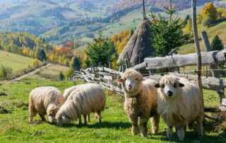 pecore-pascolo-montagna-romania
